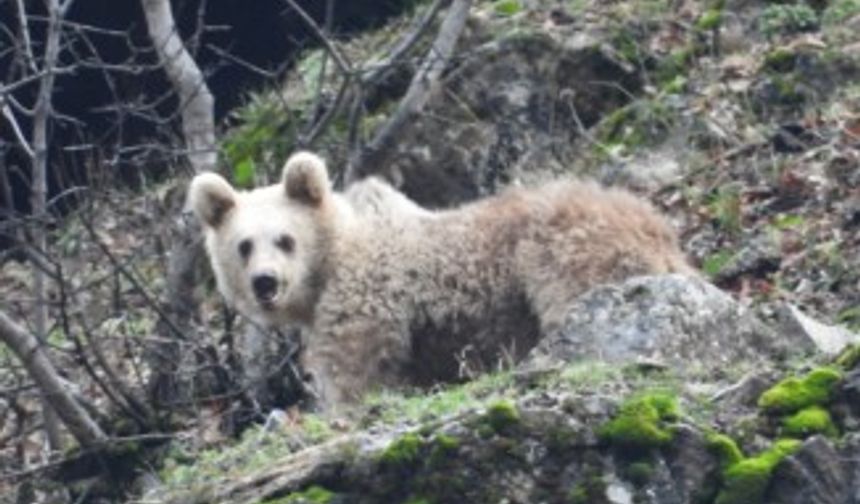 Kış uykusuna yatmayan ayı ve yavrusu