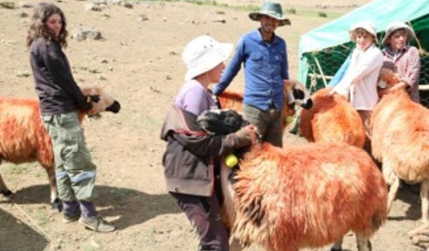 "Koç katımı" geleneği Tunceli yaylalarında yaşatılıyor