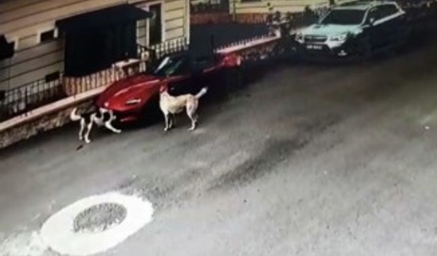 Köpeker lüks otomobili böyle parçaladı