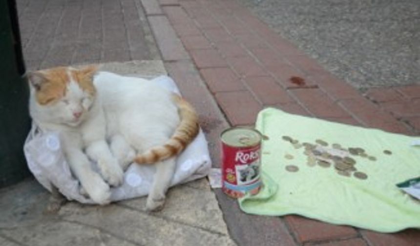 Mama için dilenen kedi fenomen oldu