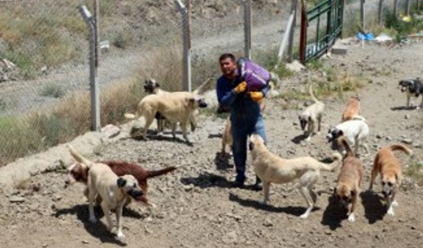 Ömrünü sokak köpeklerine adadı