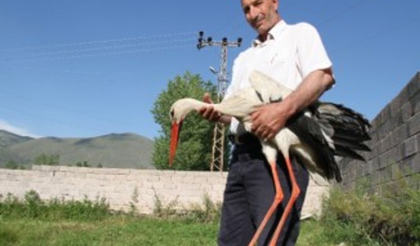 Uçamayan leyleği evinde besliyor