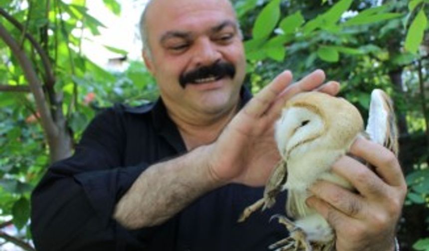 Yaralı peçeli baykuş ‘şampiyon’a sığındı