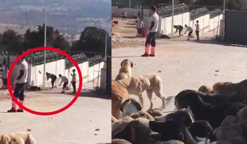 AKP'li belediyenin hayvan barınağında kan donduran olay