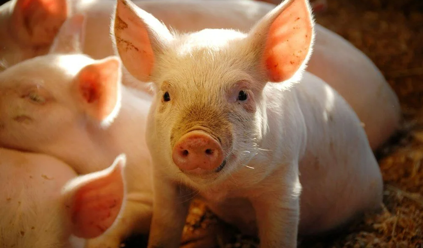 62 yaşındaki hastaya domuz böbreği nakledildi