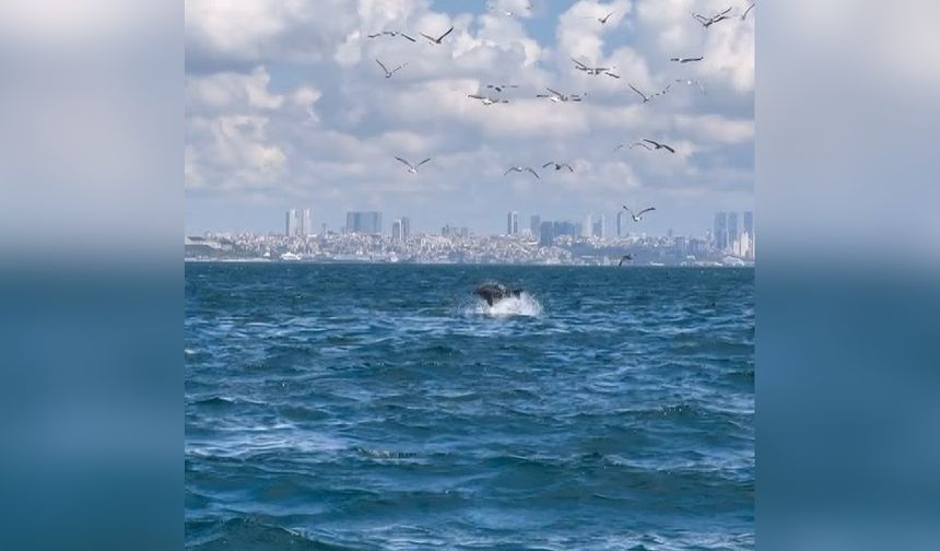 Marmara Denizi'nde Yunusların Yavru Öldürme Davranışı Araştırmalara Konu Oldu