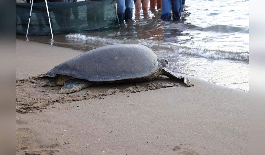 Caretta Caretta'nın Lansinoh Rotası 18 Bin Kişi Tarafından İzlenildi