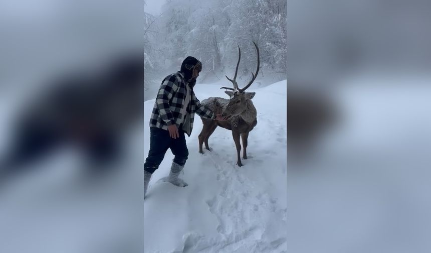 Kızılgeyikler Karlı Havada Görüntülendi