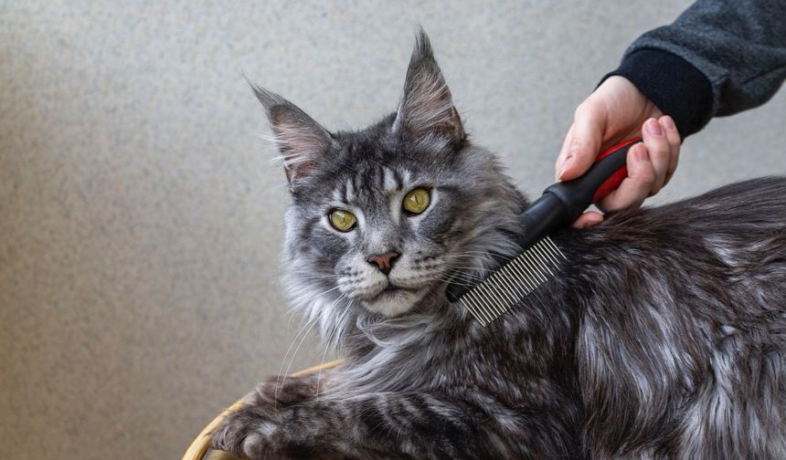 Kedi Tarağı Seçerken Dikkat Edilmesi Gerekenler