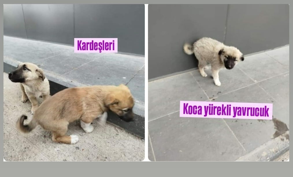 Köpek…